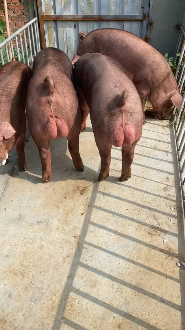 Ǩԭĸ۸