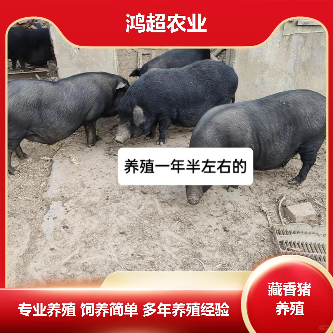 Ĵʡ۸