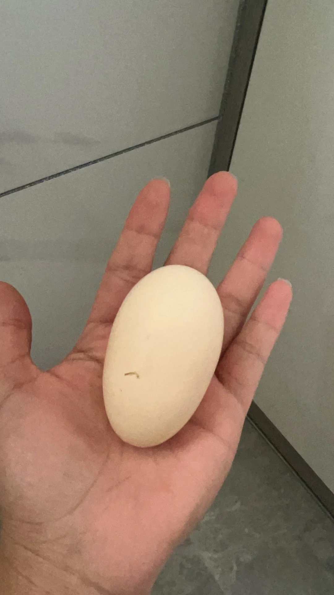 չʾļ