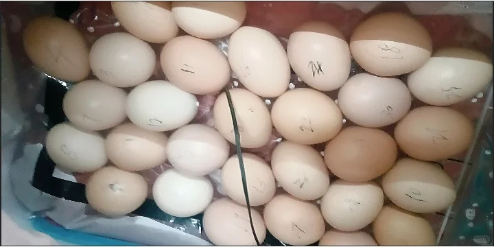 这家的种蛋真的神了，30个鸡蛋，受精29个蛋