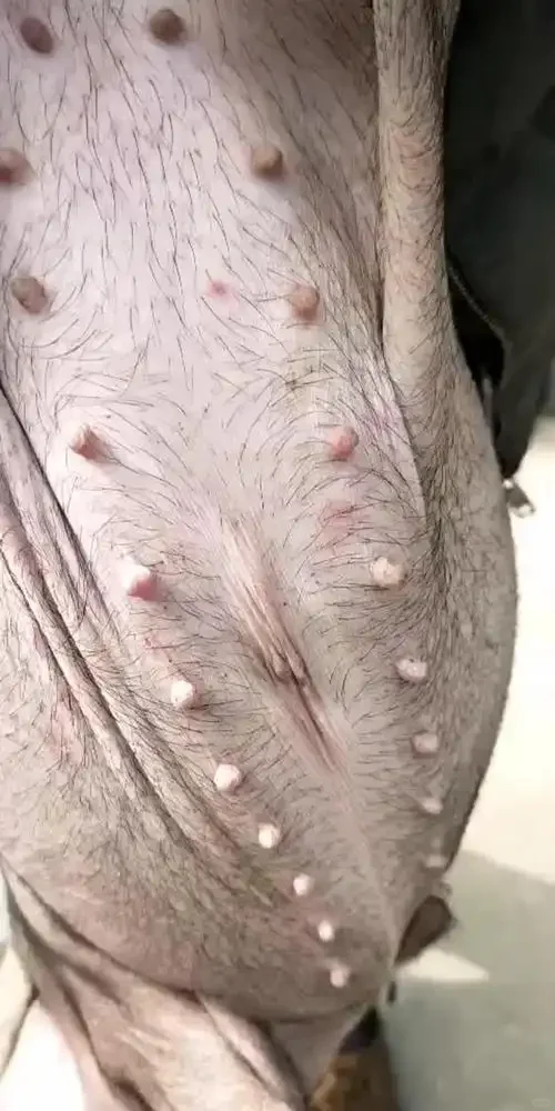 ֹ۸