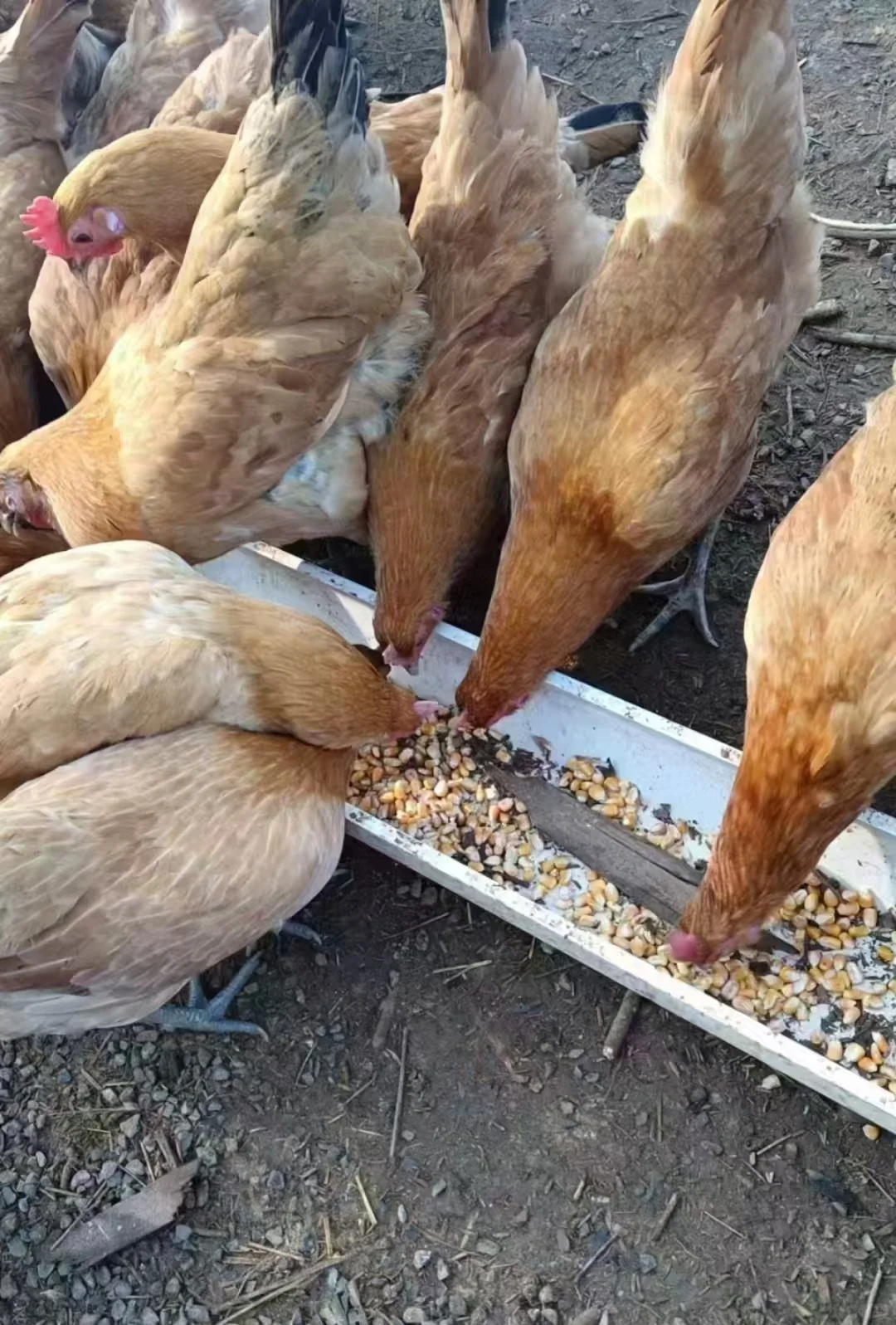 һԪһ