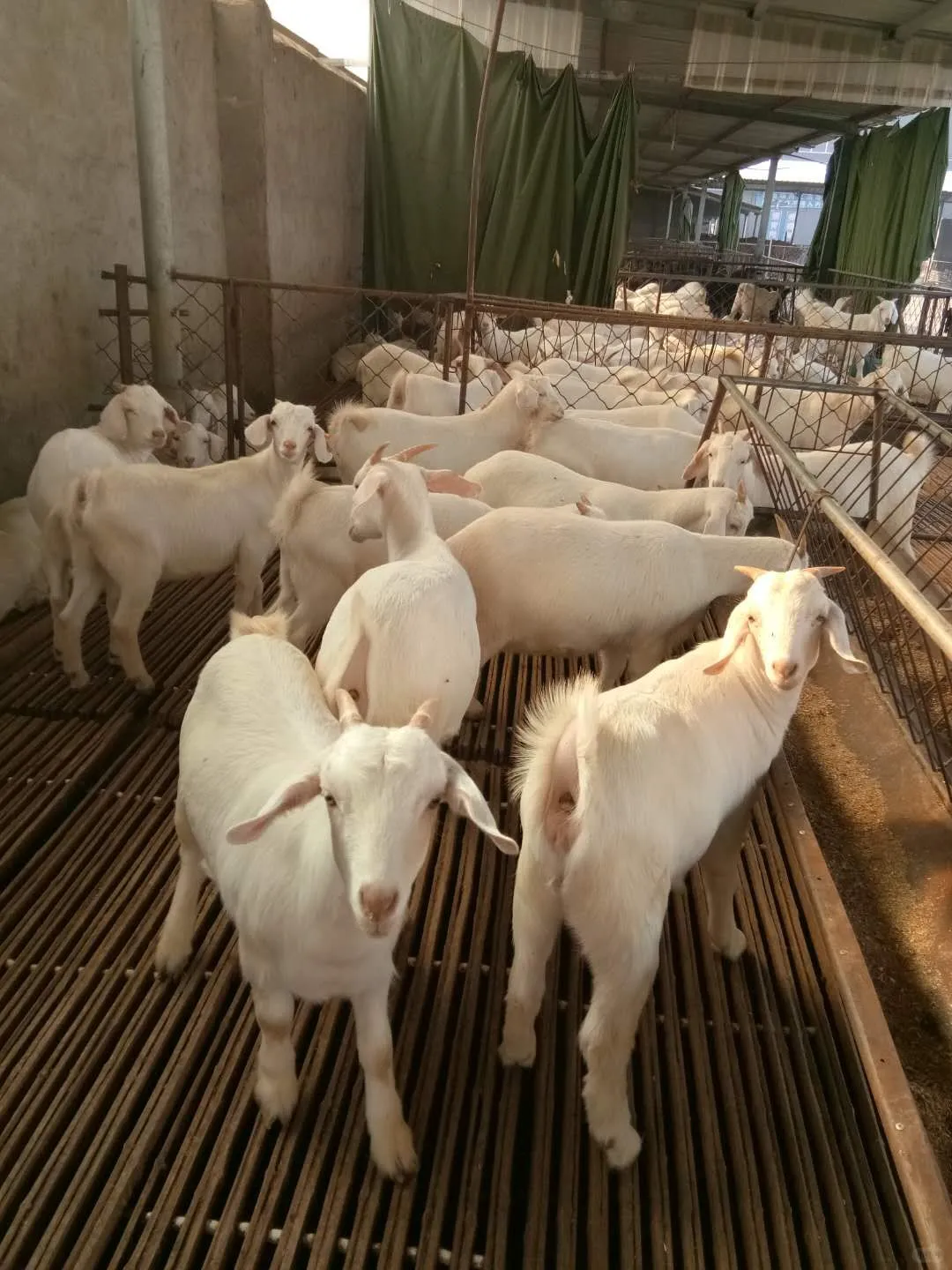 羊快疫的病原体是什么？羊快疫最快治疗方法