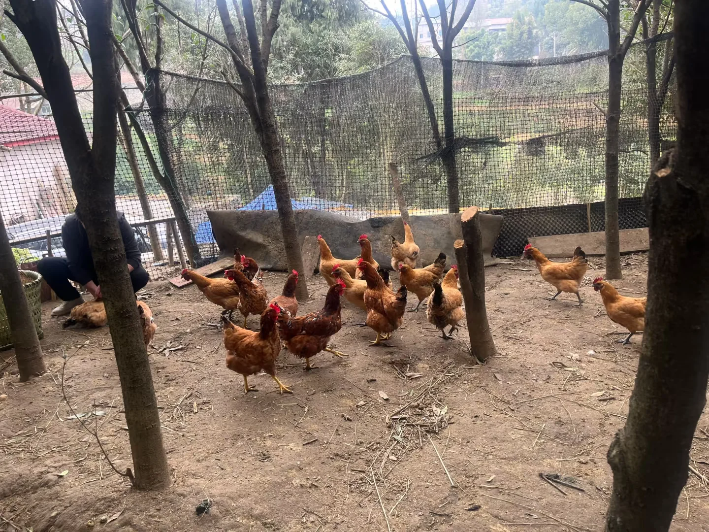两元一个的农村土鸡蛋,真的很贵吗?