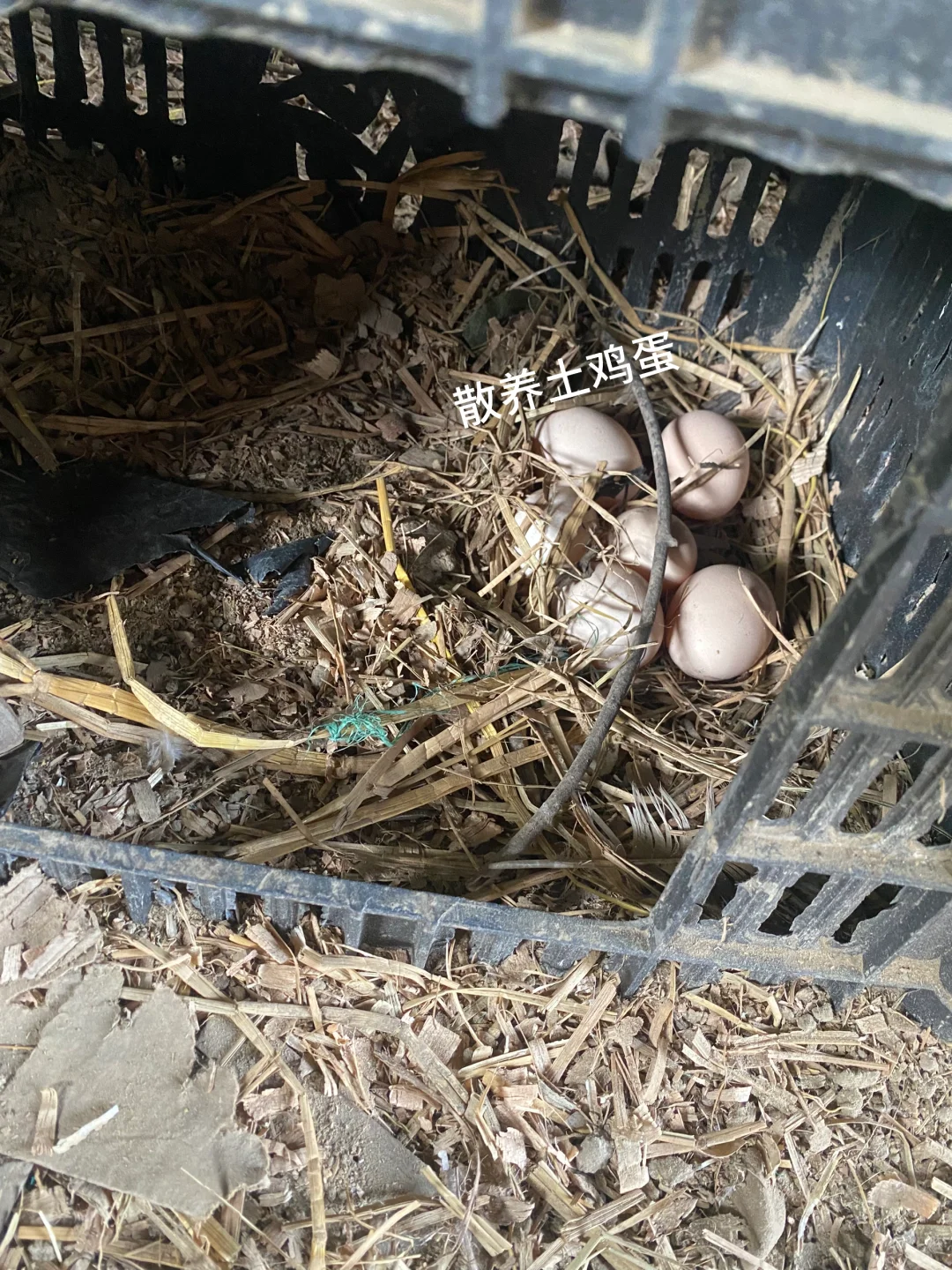 1.5左右一个的农家土鸡蛋，贵不贵？