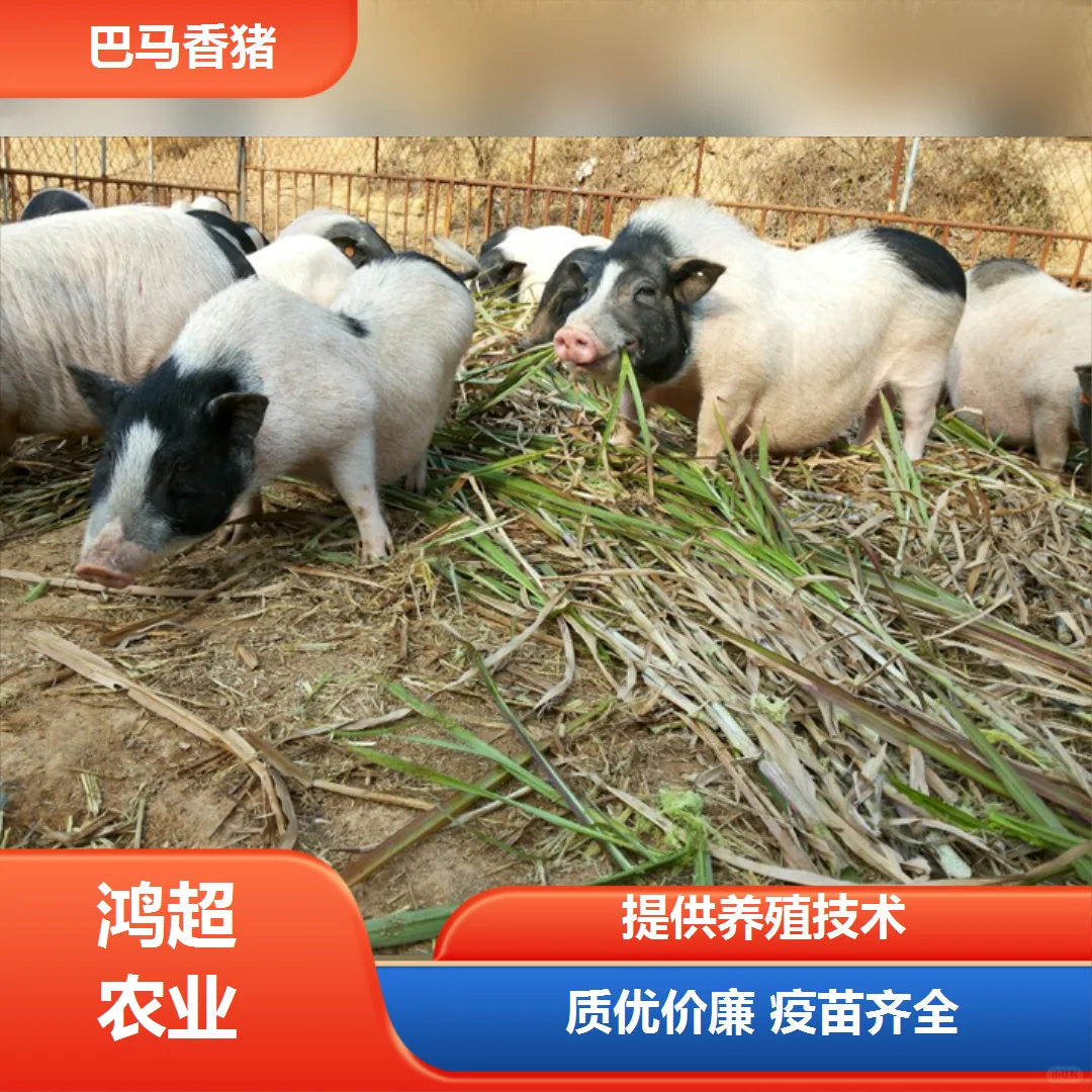 巴马香猪 市场价格