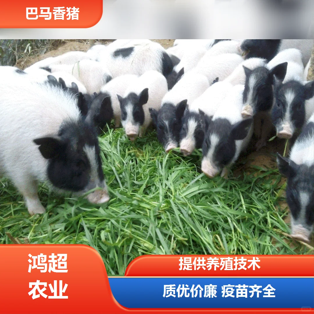 巴马香猪 市场价格