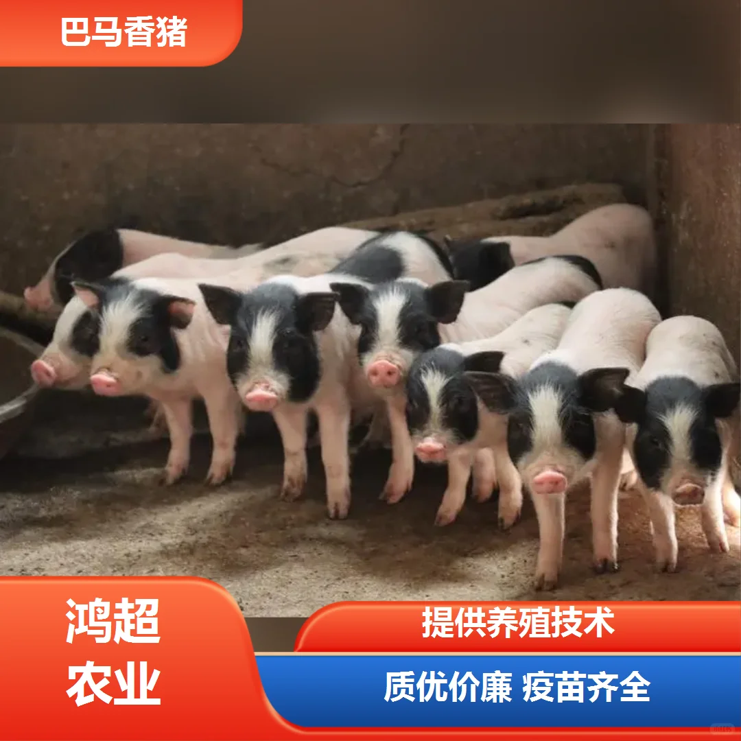 巴马香猪 市场价格