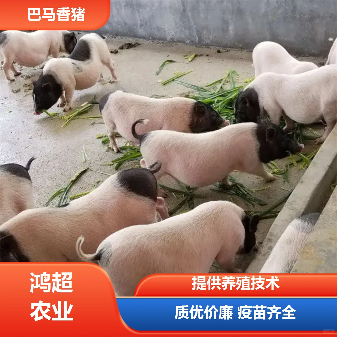 巴马香猪 市场价格