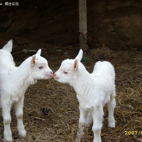 出售活羊，羊肉，羊羔