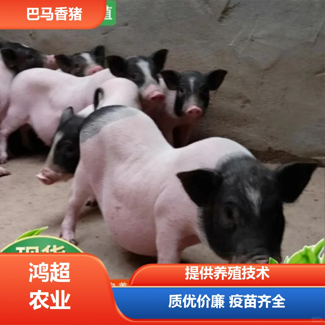 巴马香猪 市场价格