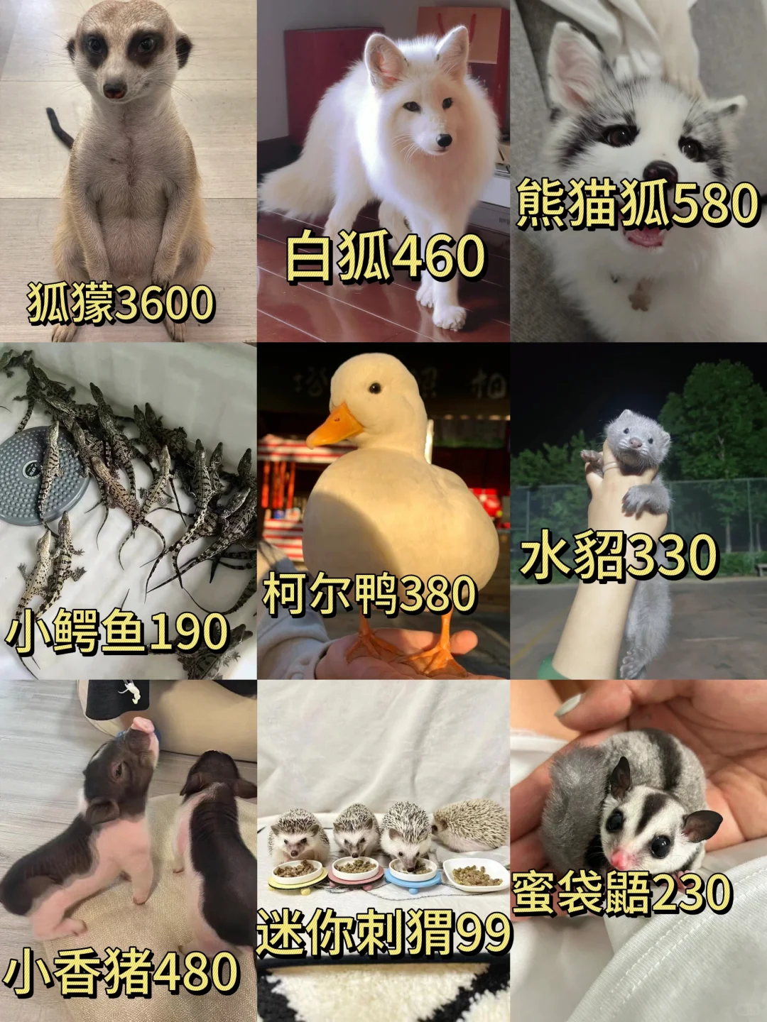 全网萌宠最新价格～别再等待