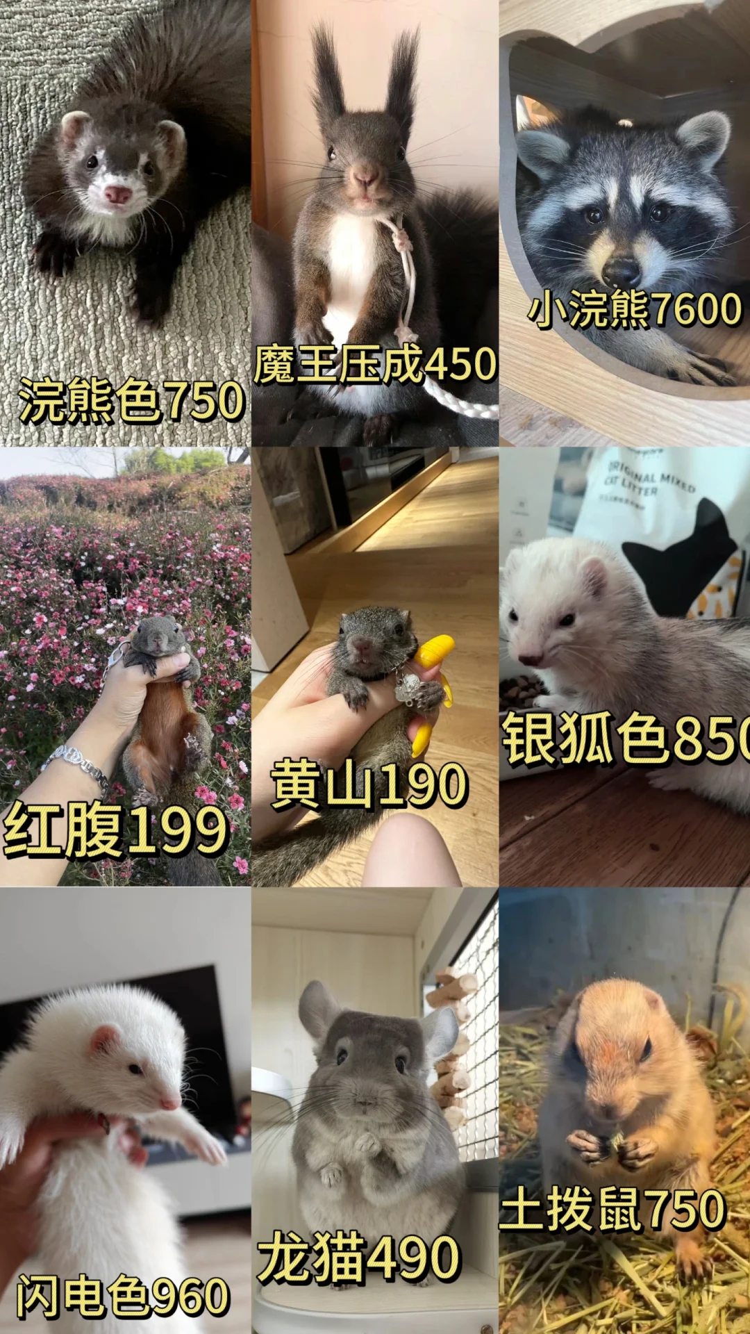 全网萌宠最新价格～别再等待