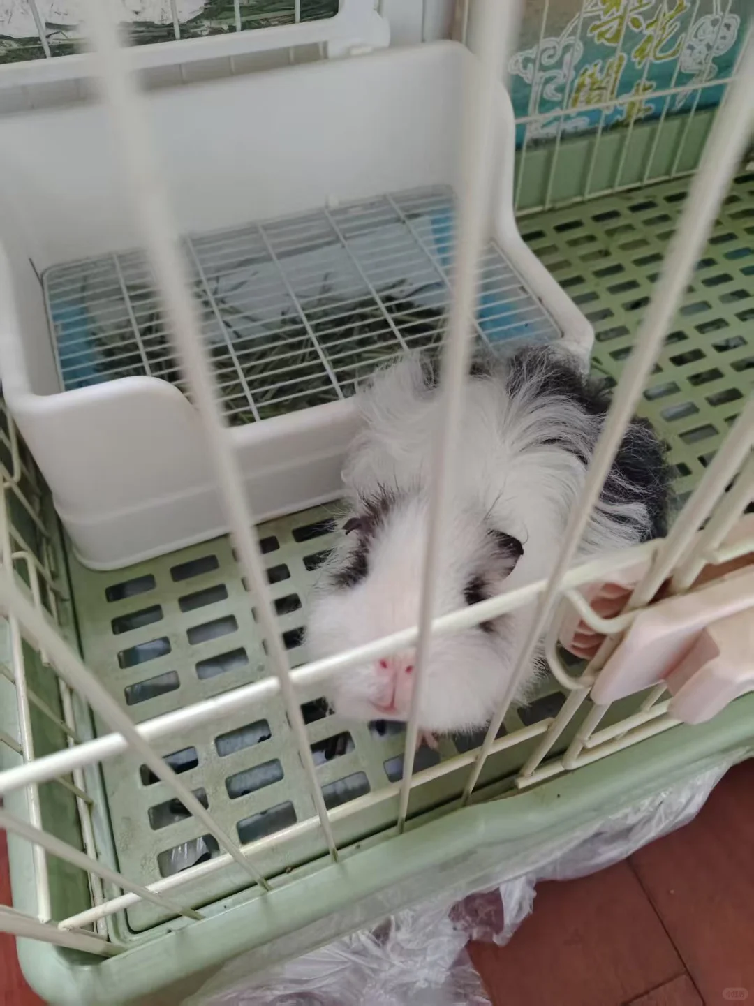 帮女朋友?猪