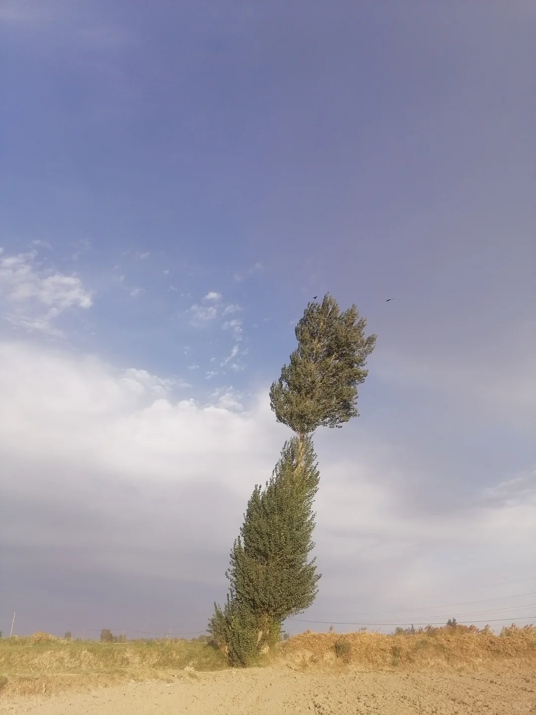 ҵʮһɫ
