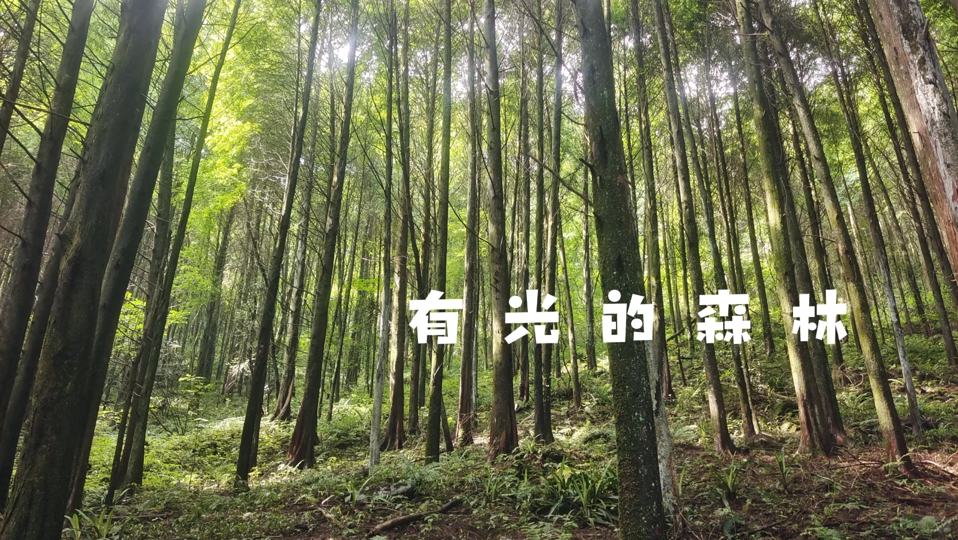 鷳¶
