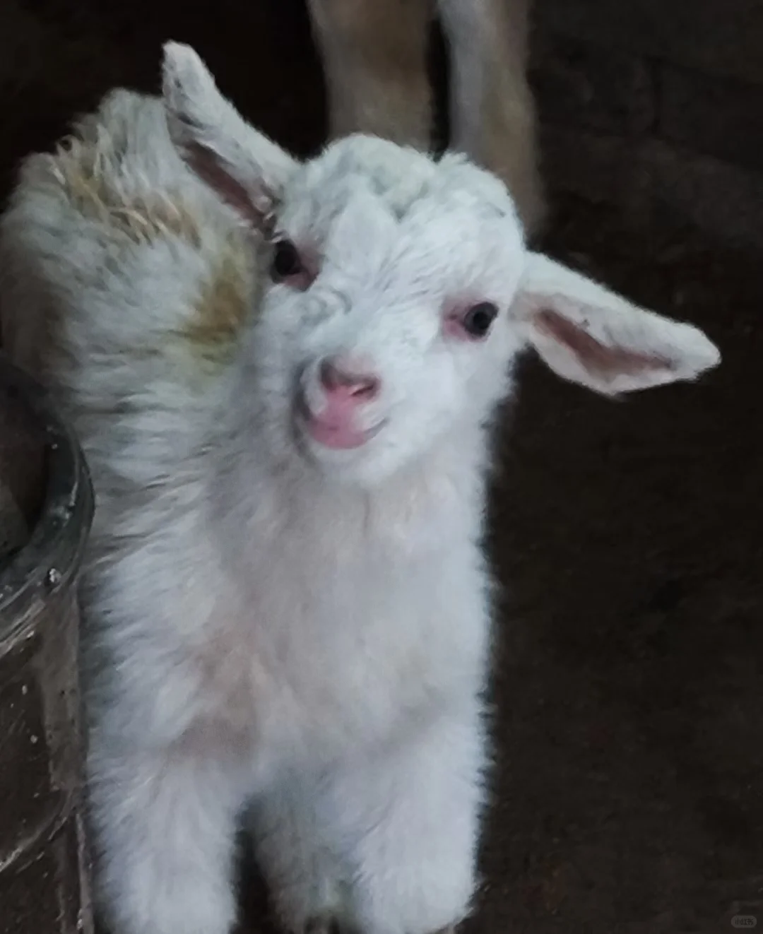 ˣ򳤴