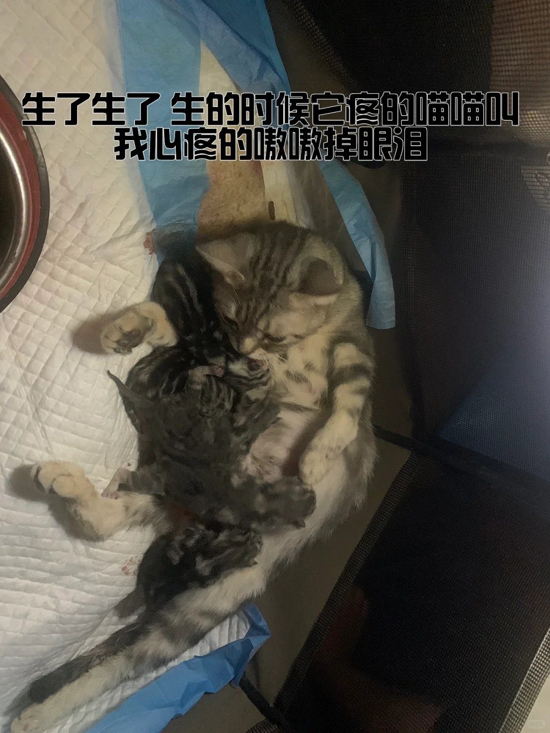 èע