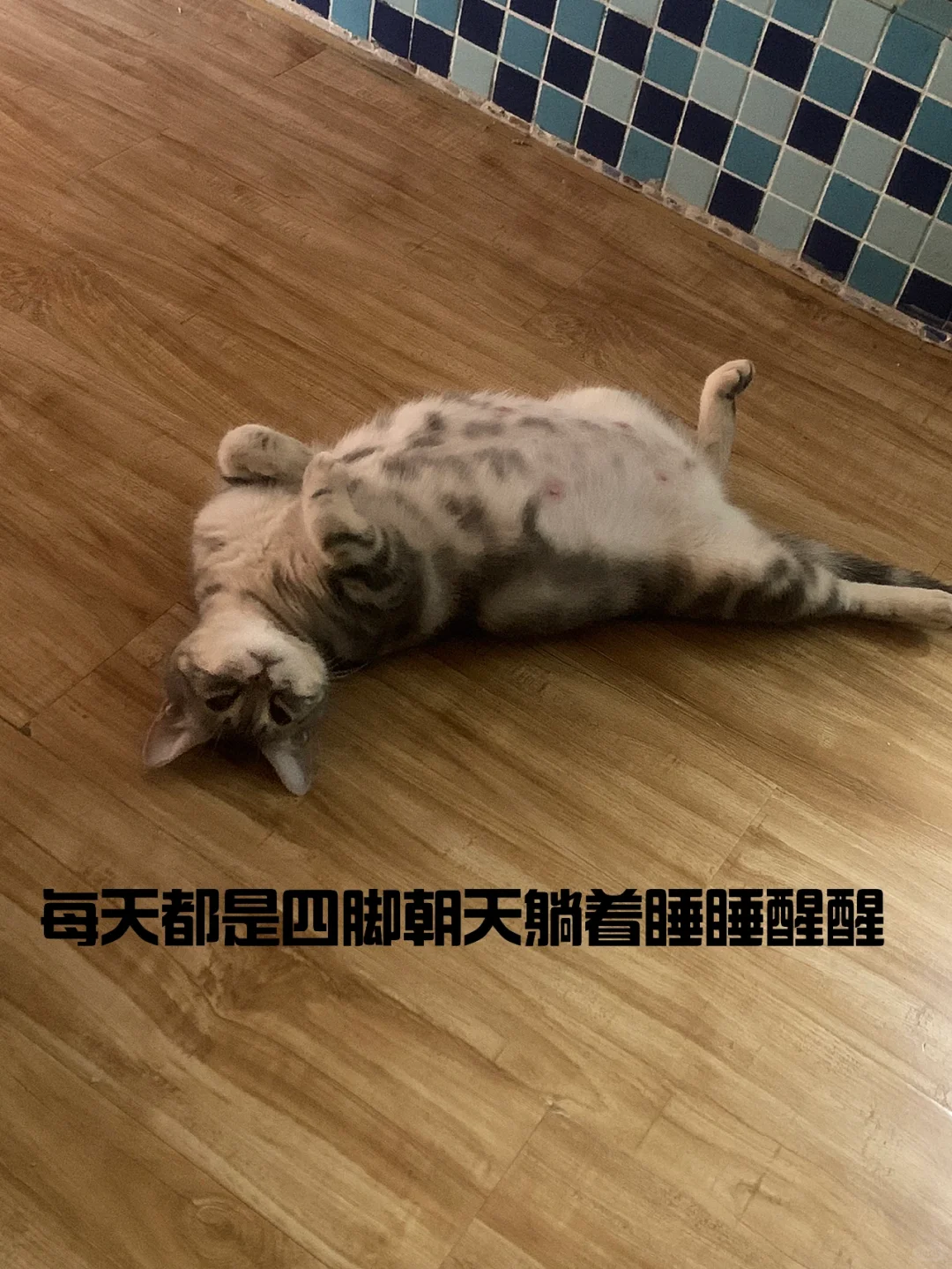èע