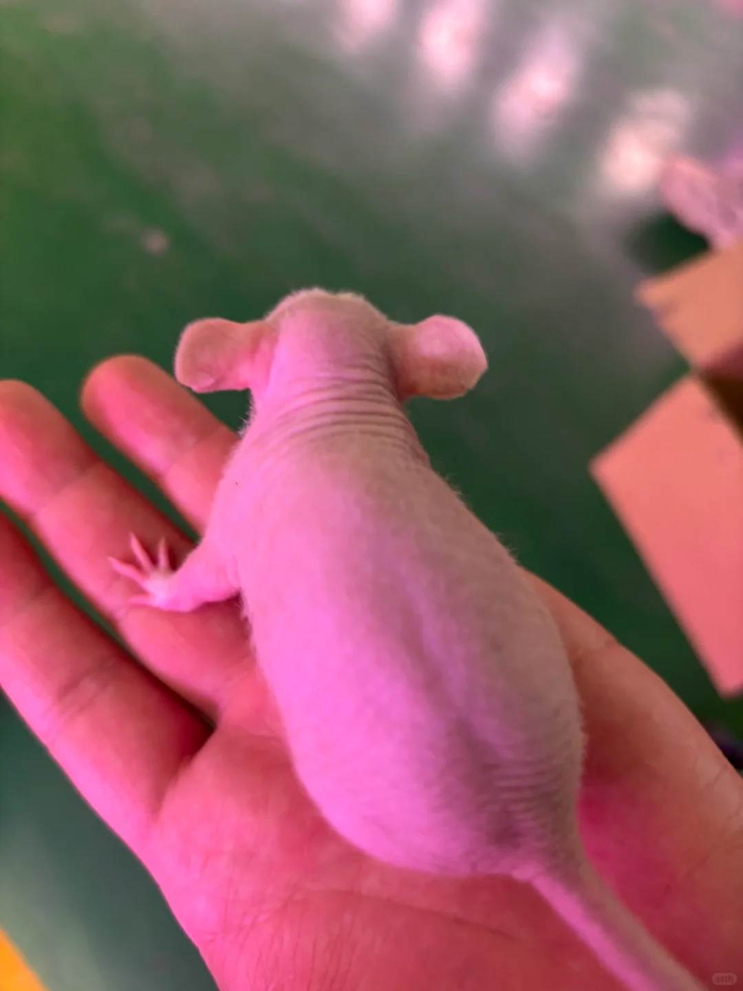 ëһ 