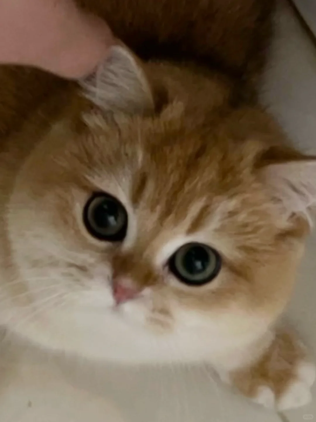 һֻôɰСè껨Ǯ