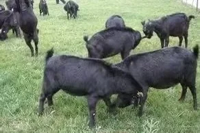 ũֳƣȡɽڼгǱ