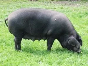 ΪʲôȰ