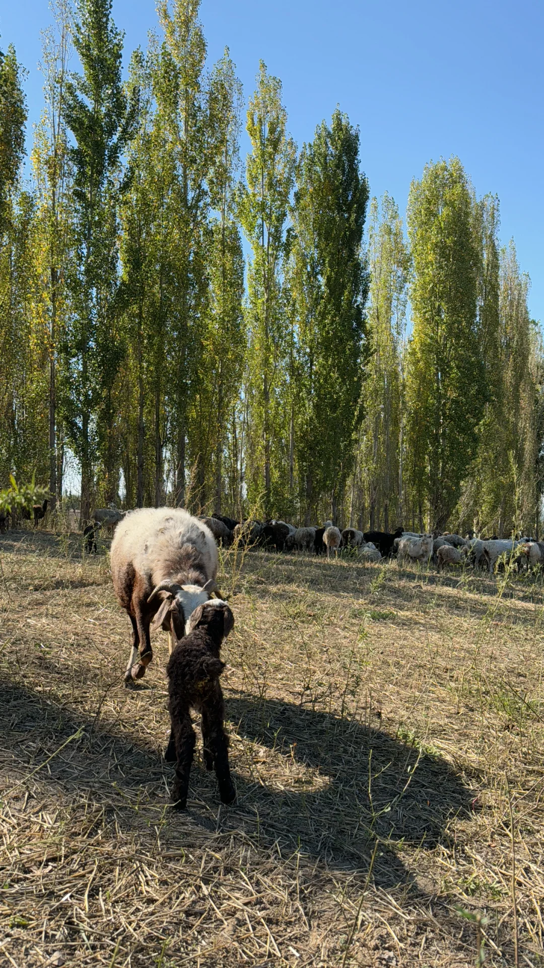 ȥ˸