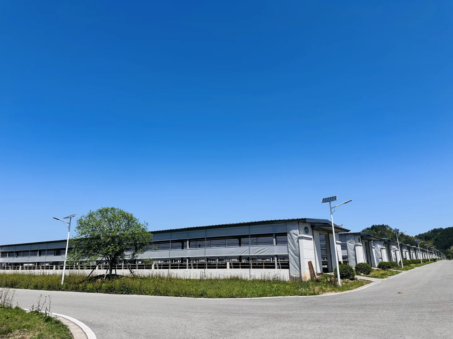 全国最大的湖羊养殖基地