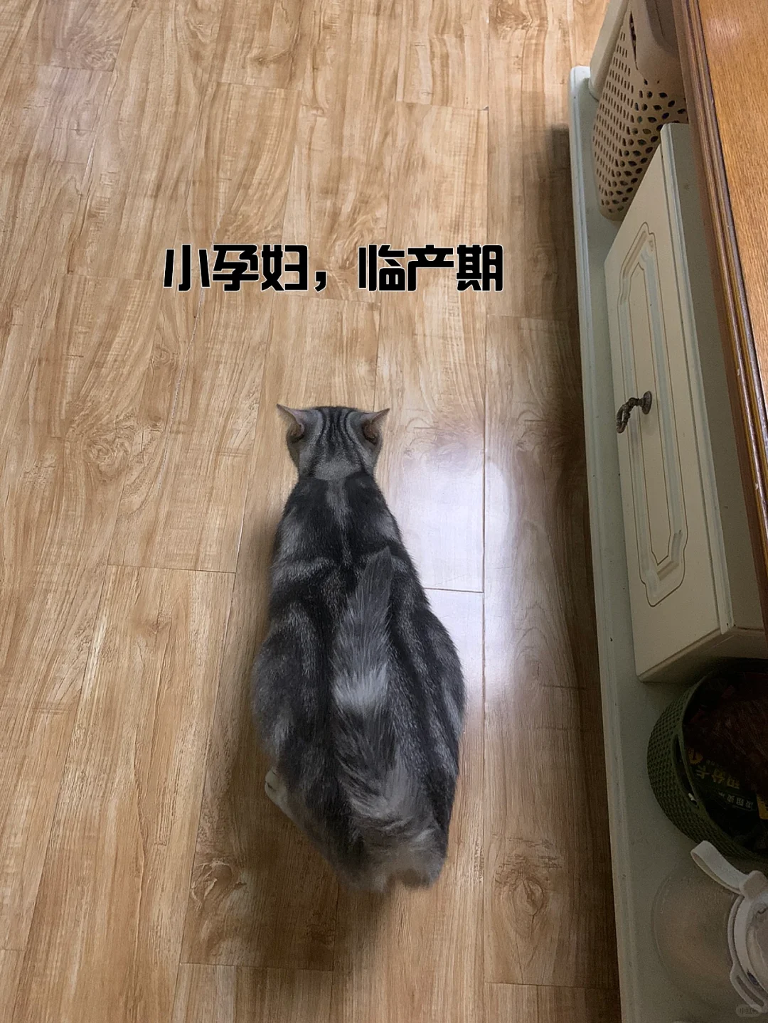 èע