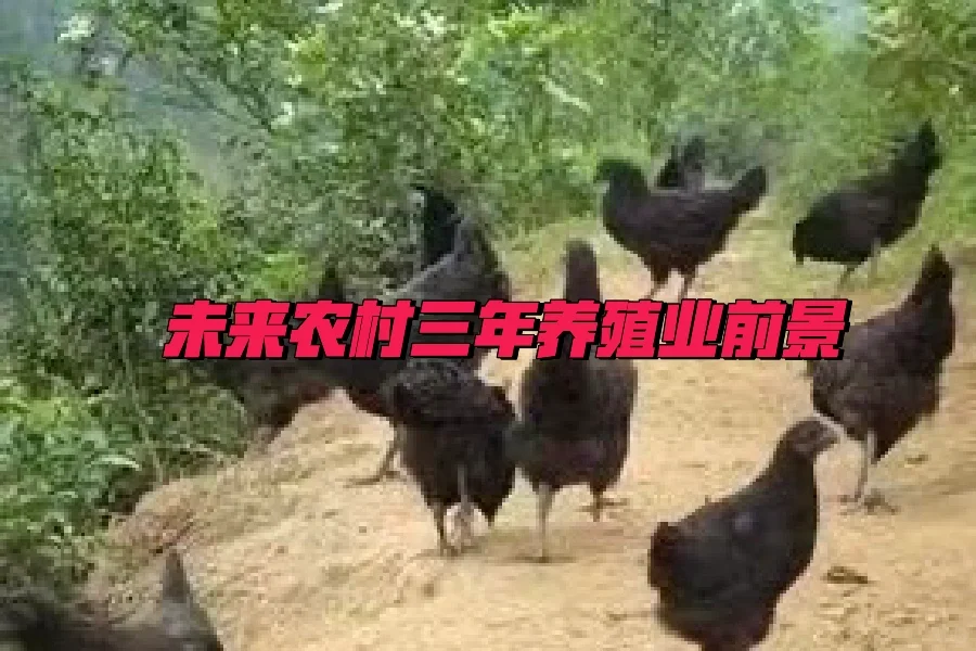 ũֳƣȡɽڼгǱ