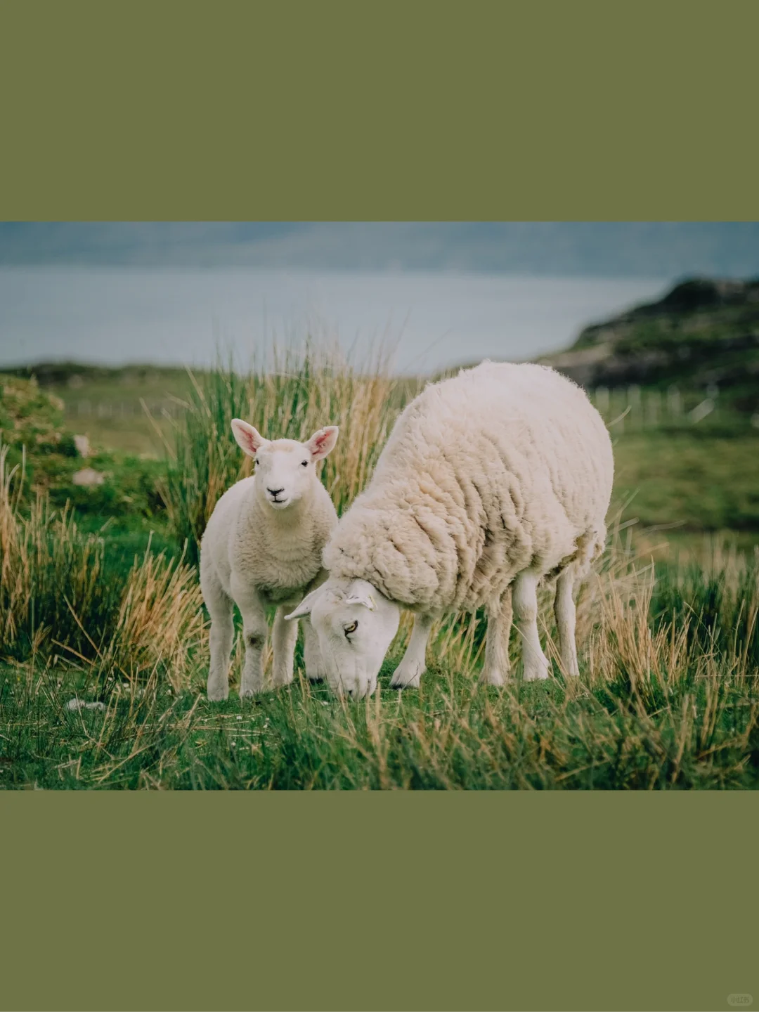 û滭زġƪ | /Sheep