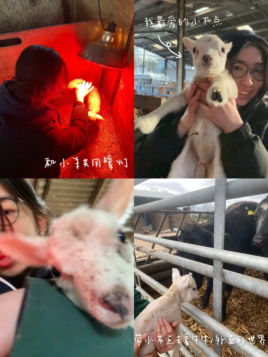 ʵϰ | ҽѧLambing ռ??