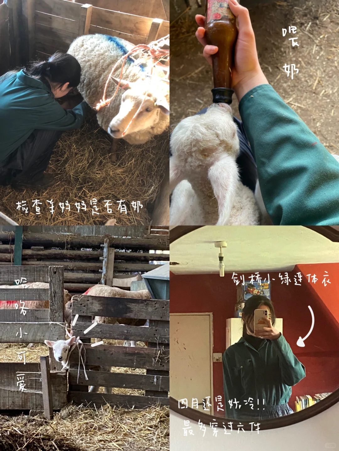 ʵϰ | ҽѧLambing ռ??
