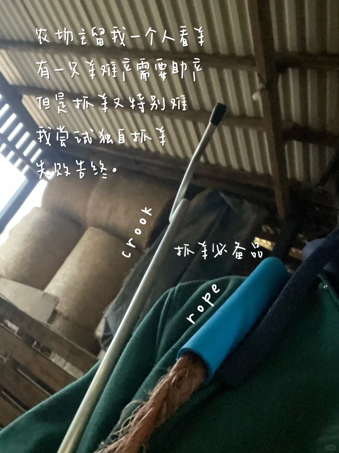ʵϰ | ҽѧLambing ռ??