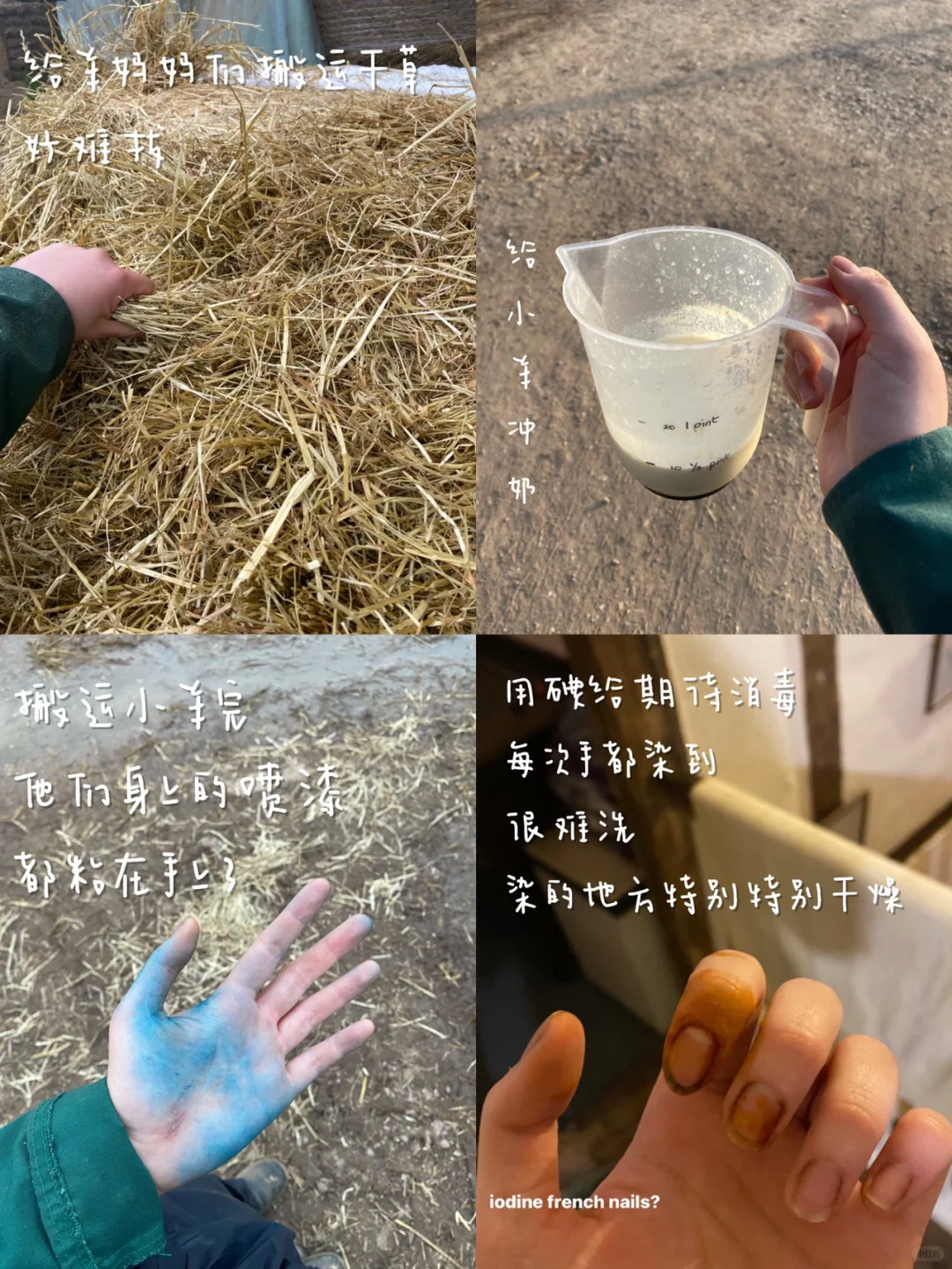 ʵϰ | ҽѧLambing ռ??