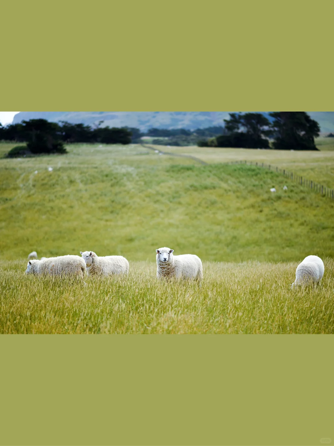 û滭زġƪ | /Sheep
