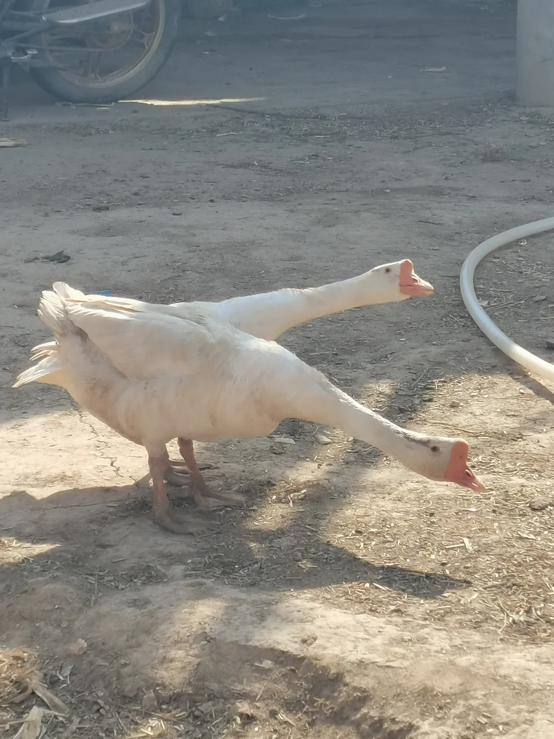ġĶ졢ţ
