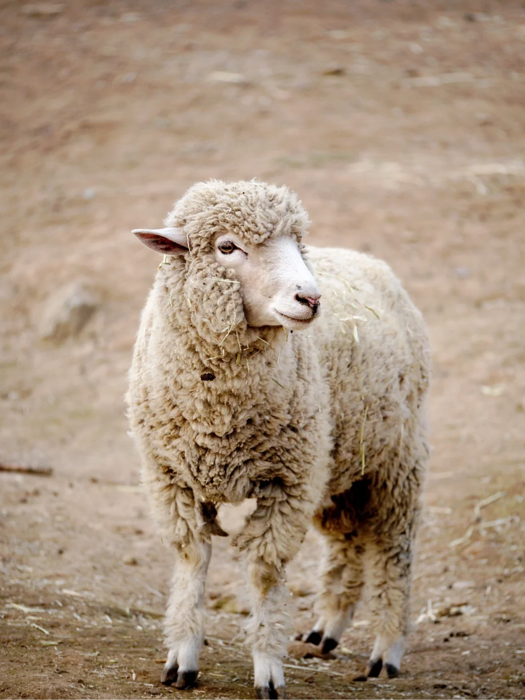 û滭زġƪ | /Sheep
