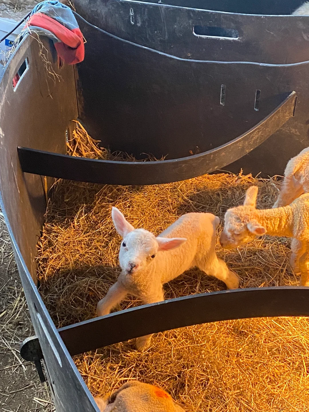 ʵϰ | ҽѧLambing ռ??