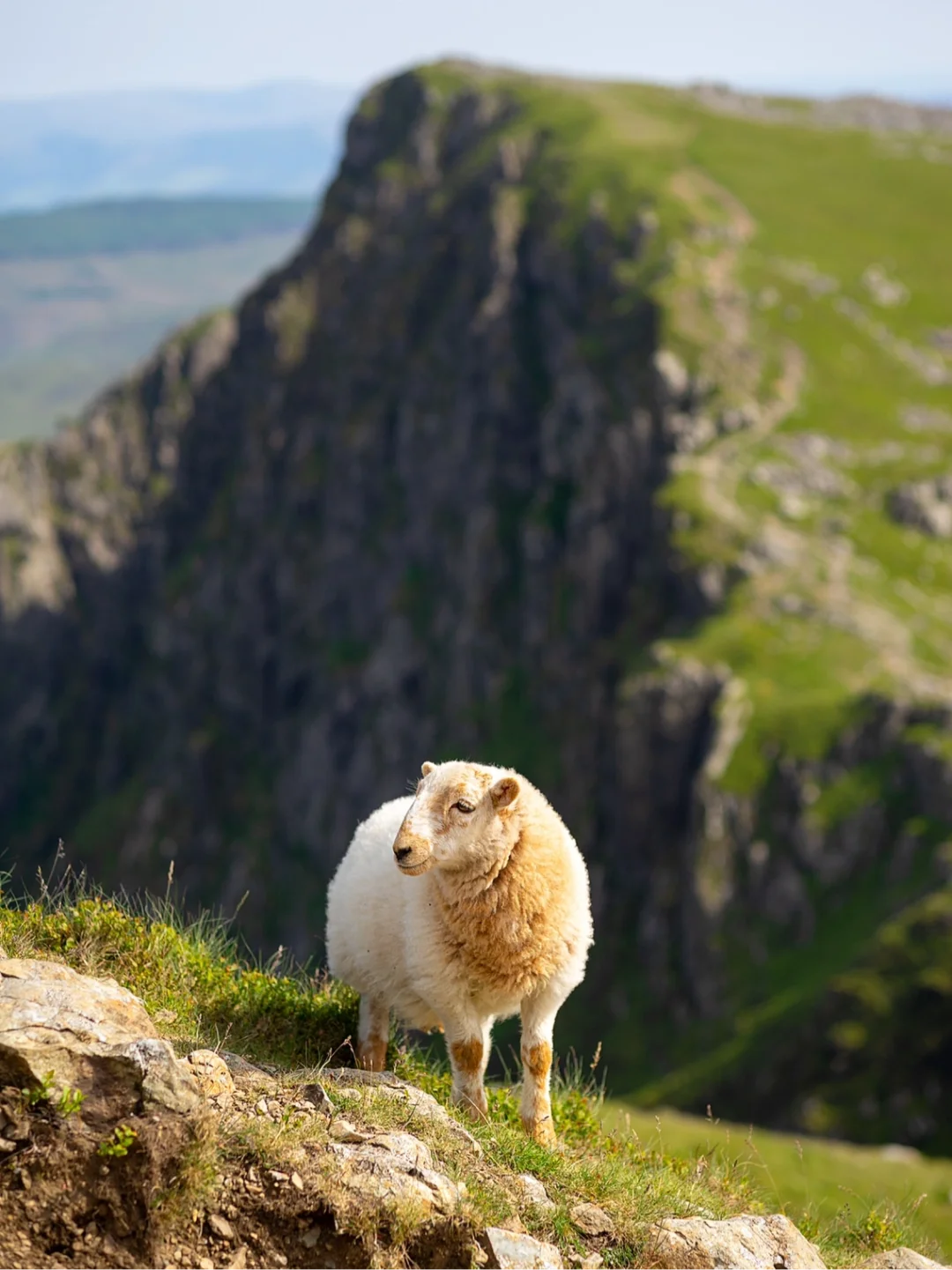 û滭زġƪ | /Sheep