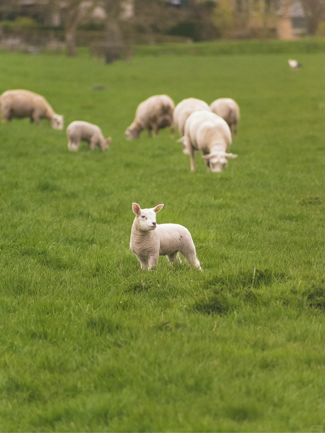 û滭زġƪ | /Sheep