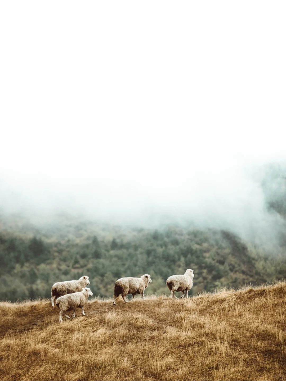 û滭زġƪ | /Sheep