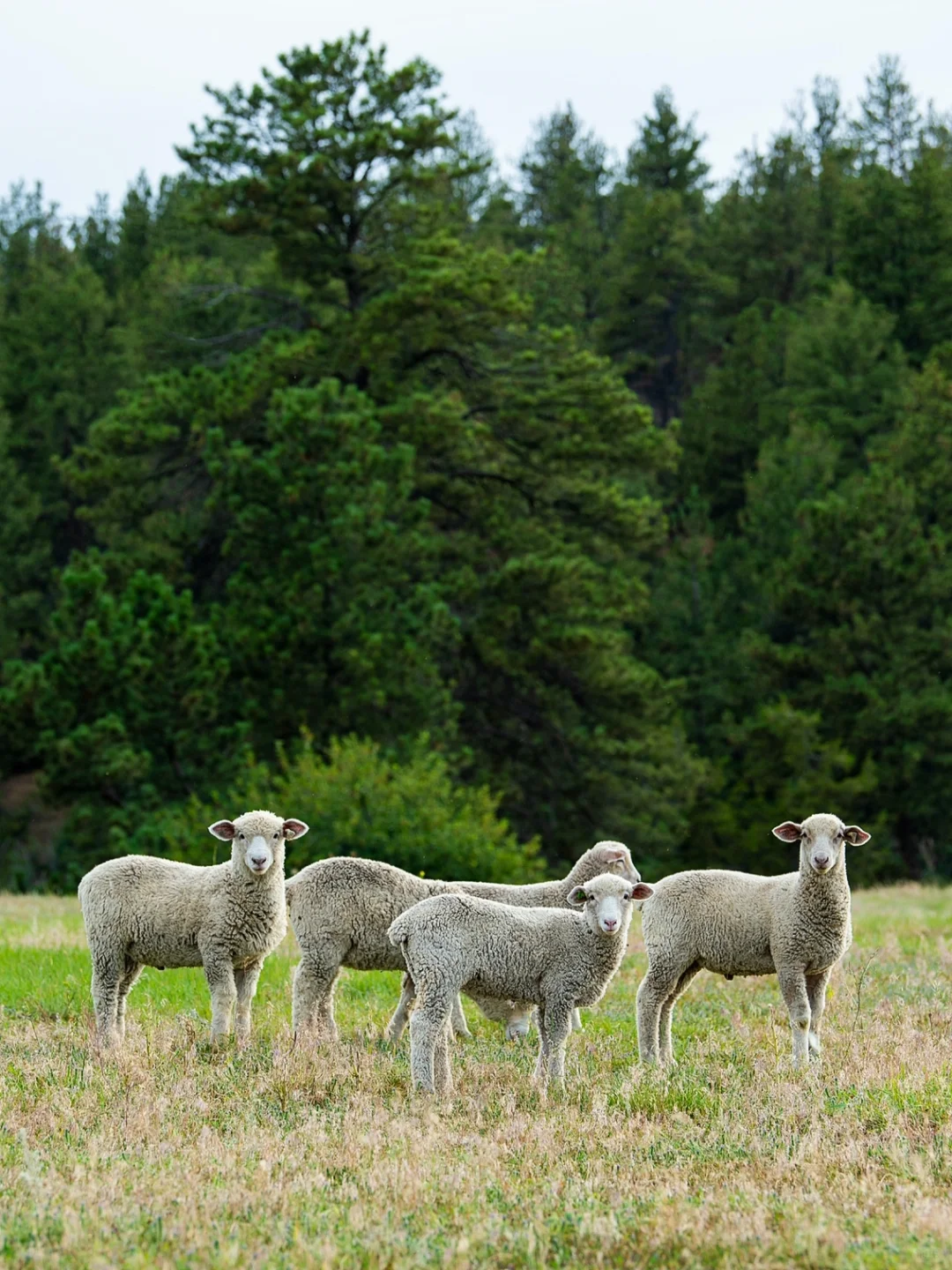 û滭زġƪ | /Sheep