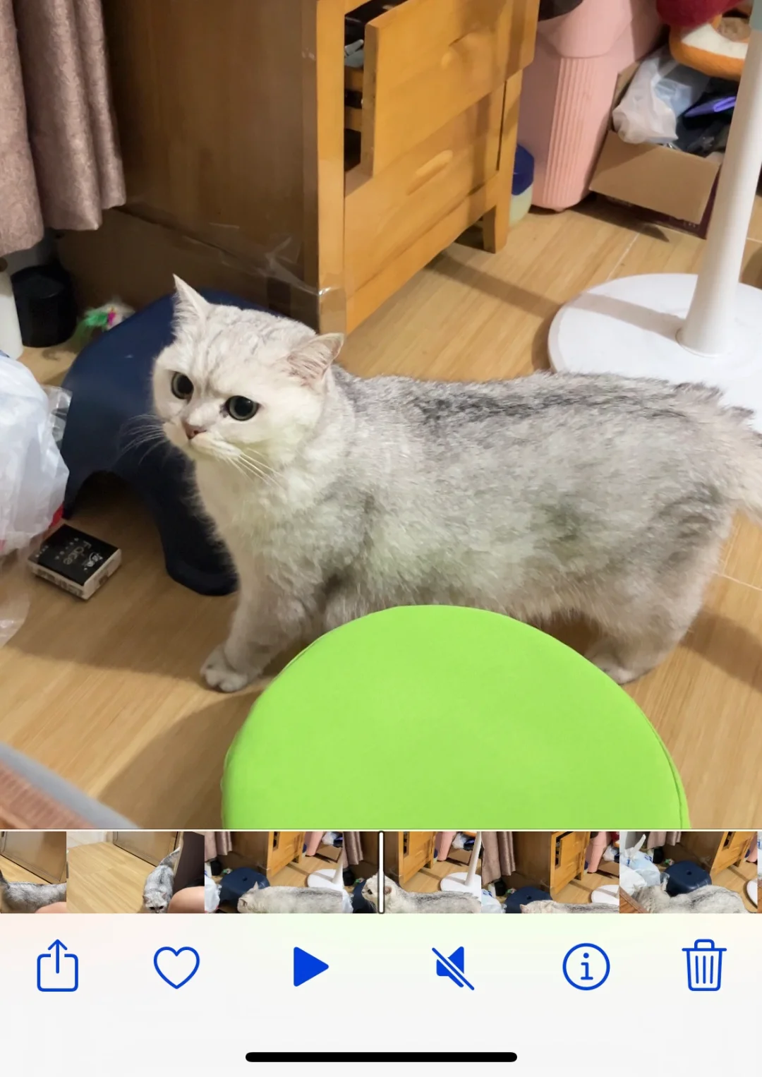 一岁多银渐层刚领养回来不吃不喝