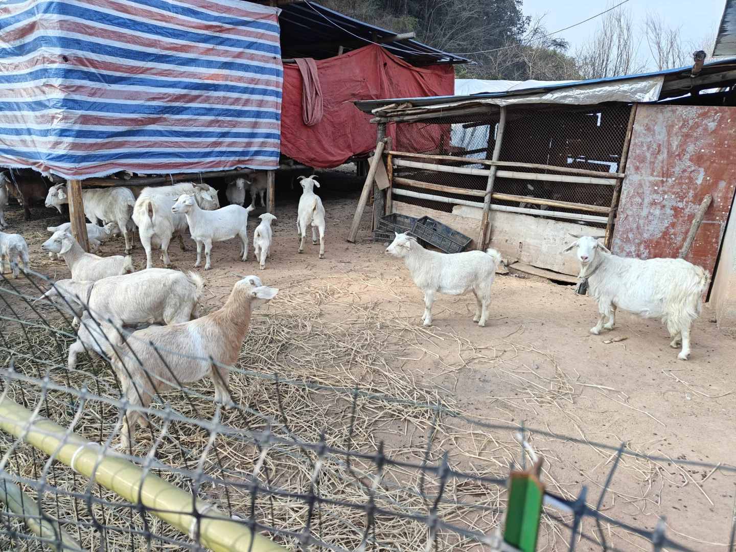 ԰? | Сʱ