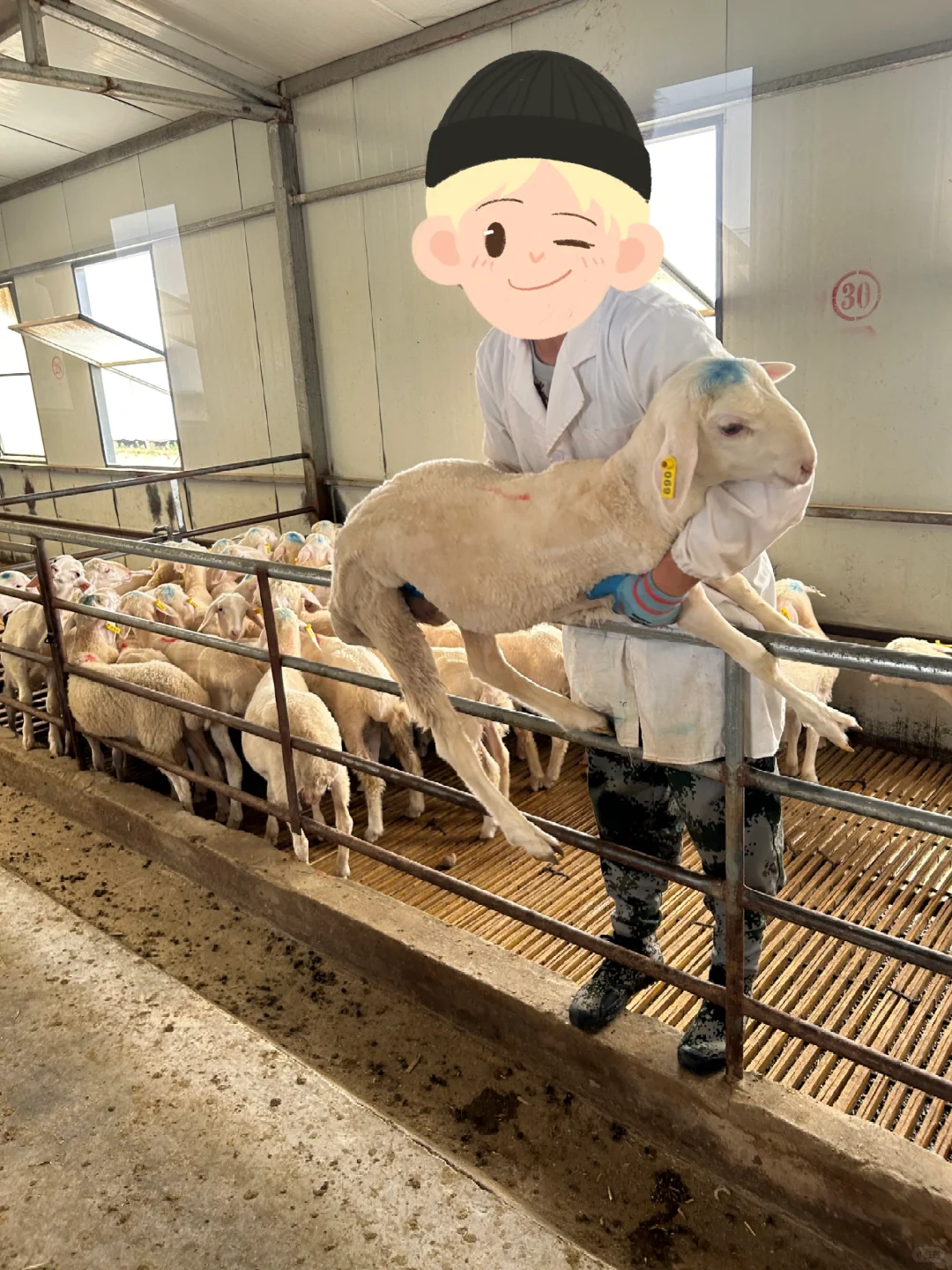 ۡȲĸ໷С