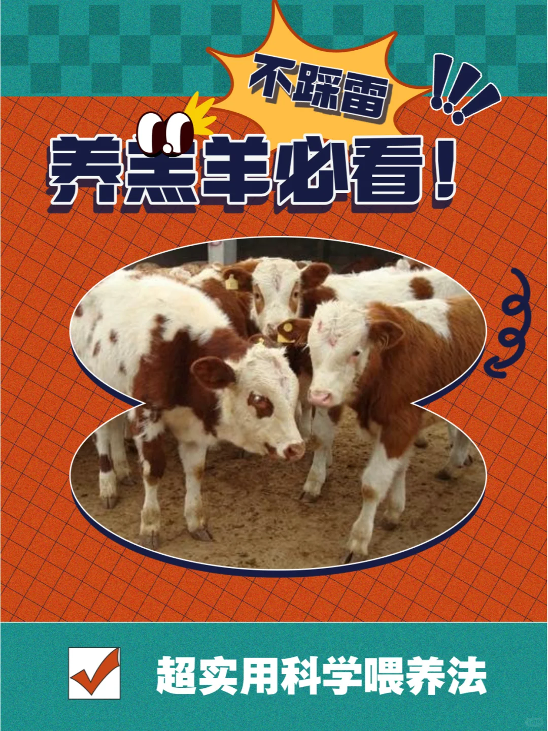 ?养羔羊必看！超实用科学喂养法?