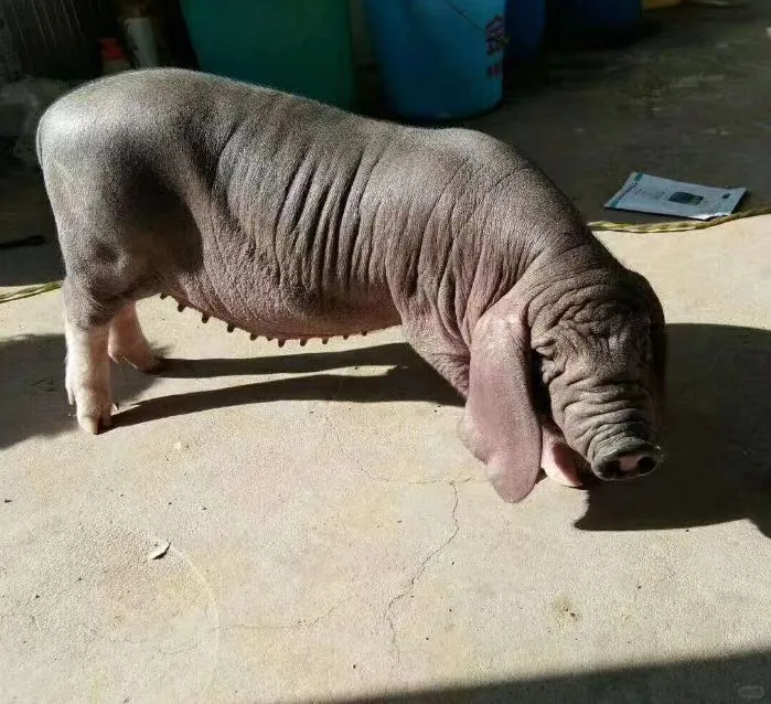 ۸