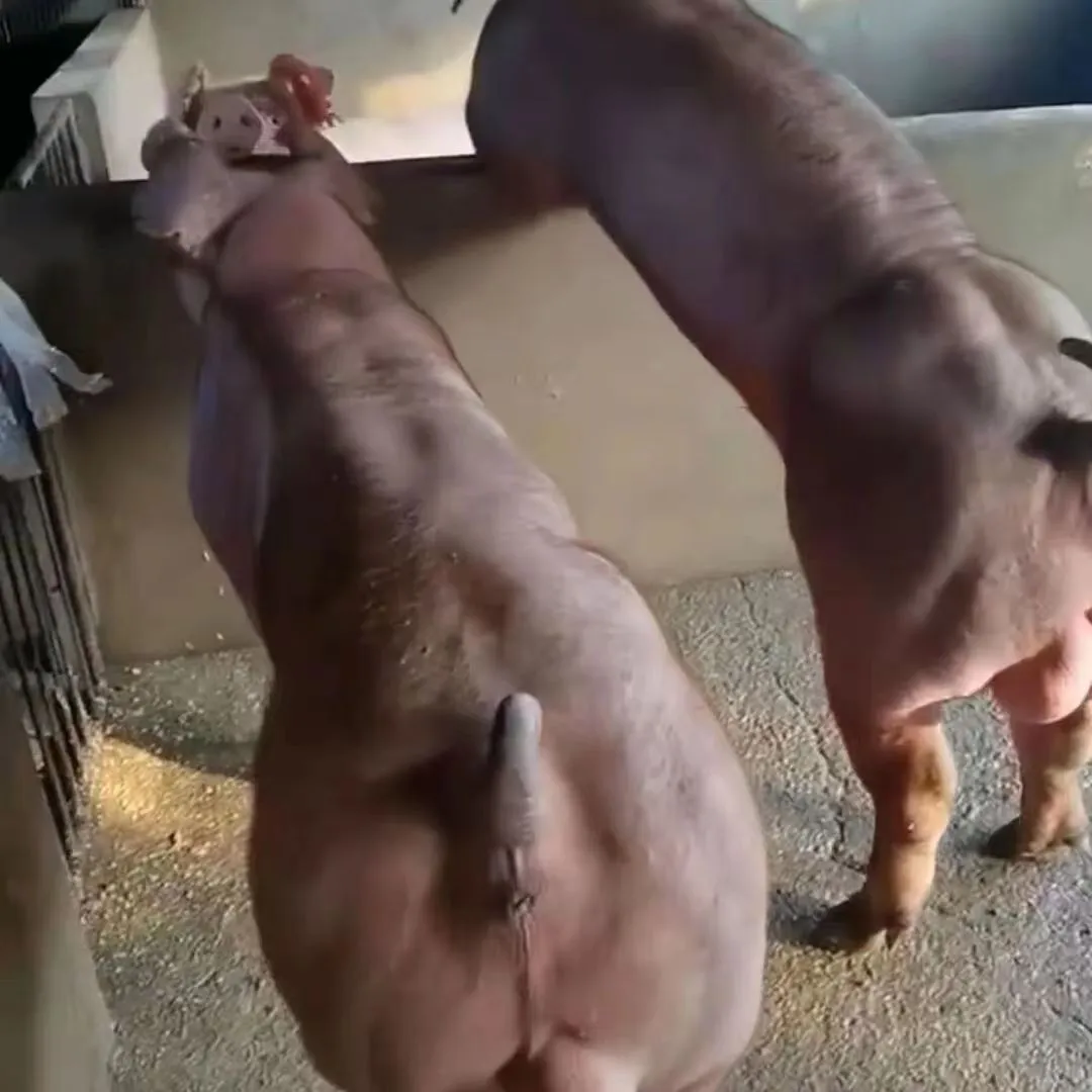 ۸
